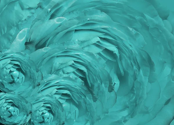 Çiçek turkuaz güzel arka plan. Çiçek kompozisyonu. Kırmızı arka plandaki güller. Doğa.