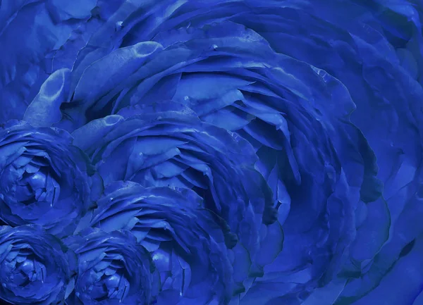 blue beautiful background.   Roses  on red background.   Nature.