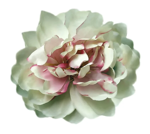 Vintage watercolor white-pink-green peony. Flower isolated on white background without shadows.  Close-up. Nature.