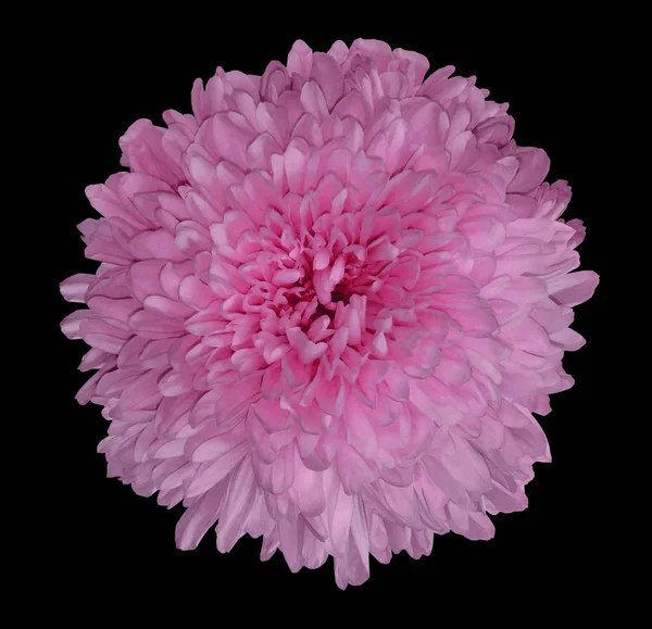 Pink  chrysanthemum  flower. Black isolated background with clipping path.   Closeup  no shadows.  For design.  Nature.
