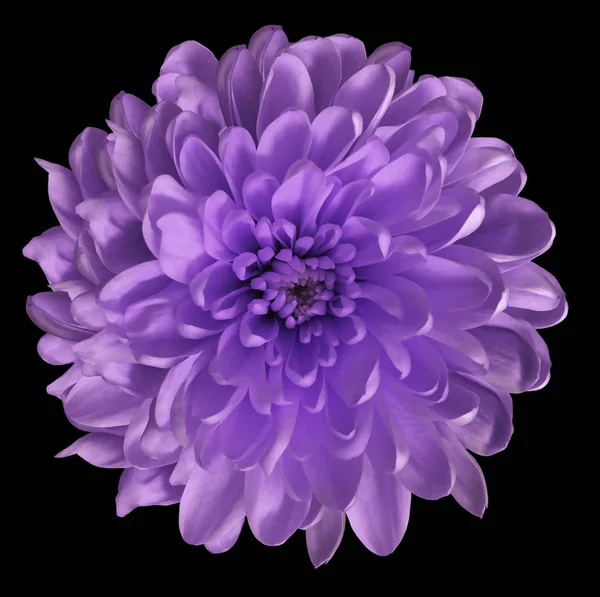 Chrysanthemum bright violet. Flower on  isolated  black background with clipping path without shadows. Close-up. For design. Nature.