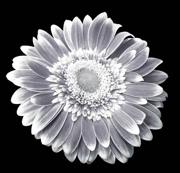 White-black gerbera flower on the black isolated background with clipping path.   Closeup.  For design.  Nature.