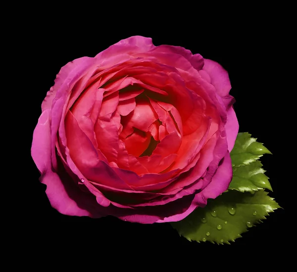 Pink-red flower  roses  on the black isolated background with clipping path  no shadows.  Rose with green leaves.  For design.   Closeup.  Nature.