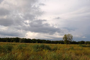 Yaz manzarası. Yeşil çimenler ve ağaçlar bulutlarla mavi gökyüzüne karşı. Doğa.