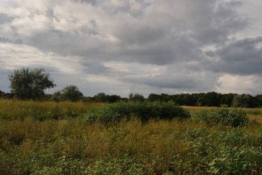 Yaz manzarası. Yeşil çimenler ve ağaçlar bulutlarla mavi gökyüzüne karşı. Doğa.