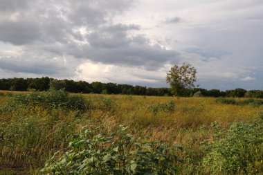 Yaz manzarası. Yeşil çimenler ve ağaçlar bulutlarla mavi gökyüzüne karşı. Doğa.