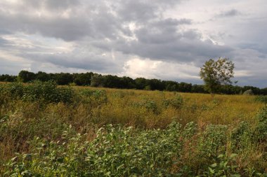 Yaz manzarası. Yeşil çimenler ve ağaçlar bulutlarla mavi gökyüzüne karşı. Doğa.