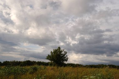 Yaz manzarası. Yeşil çimenler ve ağaçlar bulutlarla mavi gökyüzüne karşı. Doğa.