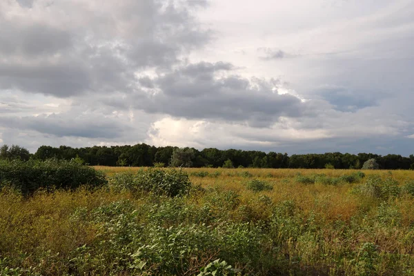 Yaz manzarası. Yeşil çimenler ve ağaçlar bulutlarla mavi gökyüzüne karşı. Doğa.