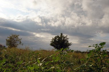 Yaz manzarası. Yeşil çimenler ve ağaçlar bulutlarla mavi gökyüzüne karşı. Doğa.
