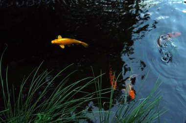 Renkli dekoratif güzel sazan. Suda balık var. Doğa.