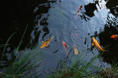 Renkli dekoratif güzel sazan. Suda balık var. Doğa.