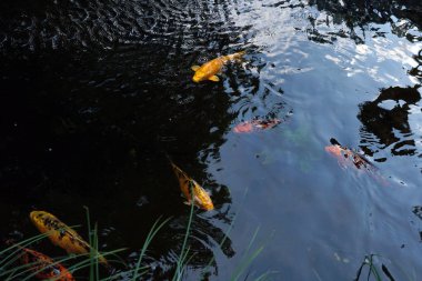 Renkli dekoratif güzel sazan. Suda balık var. Doğa.