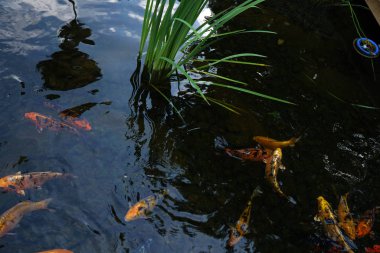 Renkli dekoratif güzel sazan. Suda balık var. Doğa.