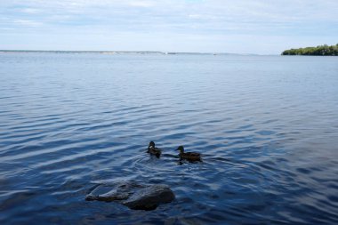 Yaban ördekleri nehir kenarında yüzer. Doğa.