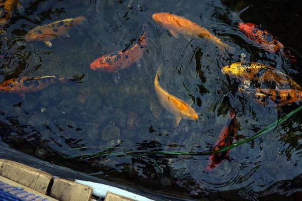 Барвисті Декоративні Красиві Коропи Риба Воді Природа — стокове фото