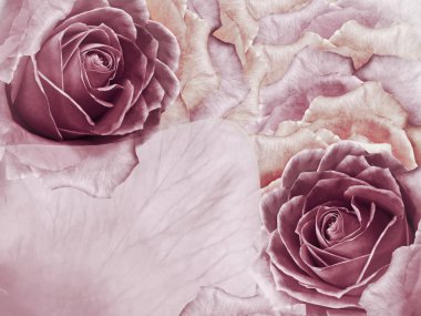 Güllerin çiçek pembe arka planı. Pembe güllerin çiçek ve yaprakları. Mesaj için yer. Doğa.