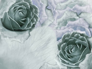 Çiçekli turkuaz ve güllerin mavi arkaplanı. Turkuaz güllerin çiçek ve taç yaprakları. Mesaj için yer. Doğa.