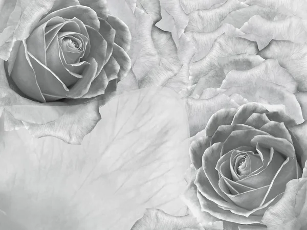 Floral white and black background from roses. Flowers and petals of a white and black roses. Place for text. Nature.