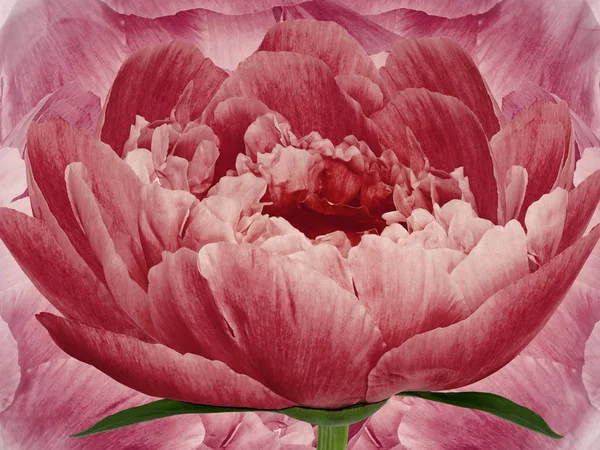 flower  red peony on background pink. Red flowers peonies. floral background.  Flower composition. Nature.