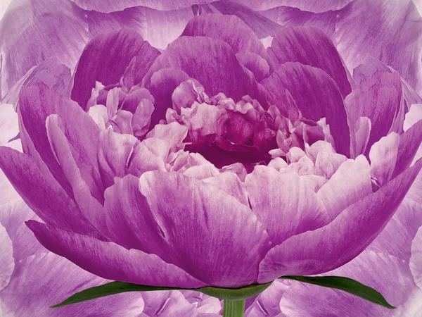flower pink peony on background pink. Bright pink  flowers peonies. floral background.  Flower composition. Nature.