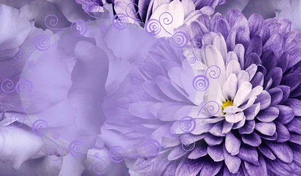 Floral purple background. Flower chrysanthemum and petals of a purple roses. Place for text. Close-up. Nature