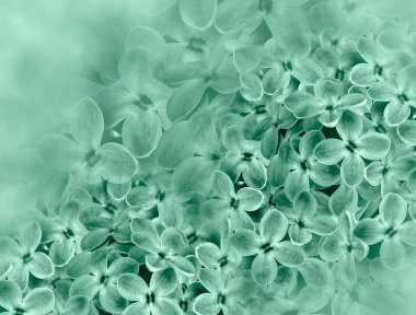 green  background. A bouquet of lilac.  Close-up.    composition. Nature.
