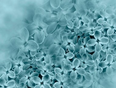 background. A bouquet of lilac.  Close-up.  collage.    composition. Nature.