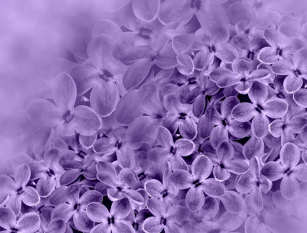 Floral  purple background. A bouquet of lilac flowers.  Close-up.  floral collage.  Flower composition. Nature.