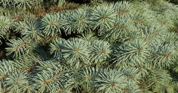 緑のモミの木 松の枝のクローズ アップは少し風にティンクル鋭い詳細 大きな長い 針マクロ — ストック動画