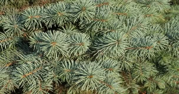 Groene Sparren Pijnboomtakken Close Iets Tintelen Wind Scherpe Details Grote — Stockvideo