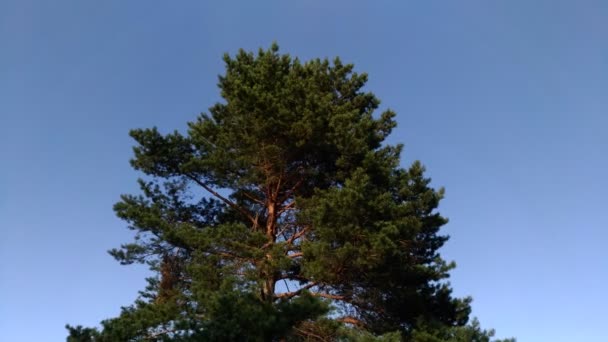 Высокая Мощная Вечнозеленая Сосна Против Светло Голубого Неба Корона Раскачивающаяся — стоковое видео