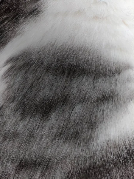 Top view of cat's fur — Stock Photo, Image