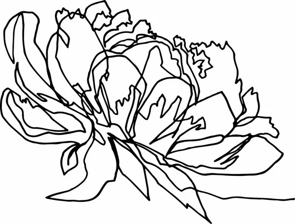 Пионерский цветок крупным планом, минималистская иллюстрация — стоковый вектор