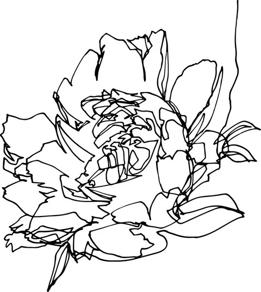 Fleur pivoine gros plan, illustration minimaliste — Image vectorielle