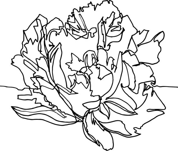 Peony flower close-up, minimalist illustration — Stock Vector