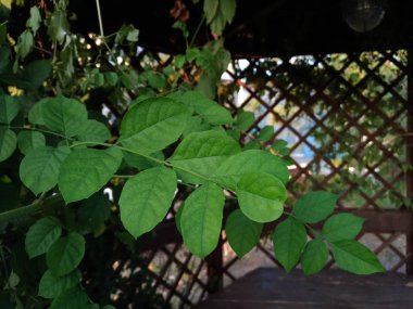 çardak arka plan üzerinde taze yeşil yaprakları