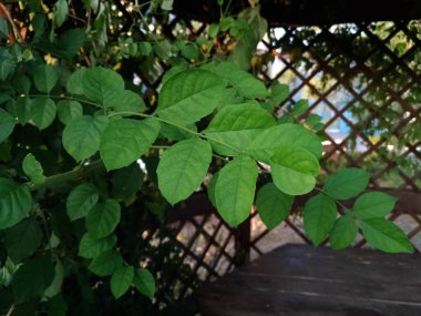 çardak arka plan üzerinde taze yeşil yaprakları