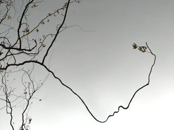 Formas caladas de forma extraña, ramas, cielo — Foto de Stock