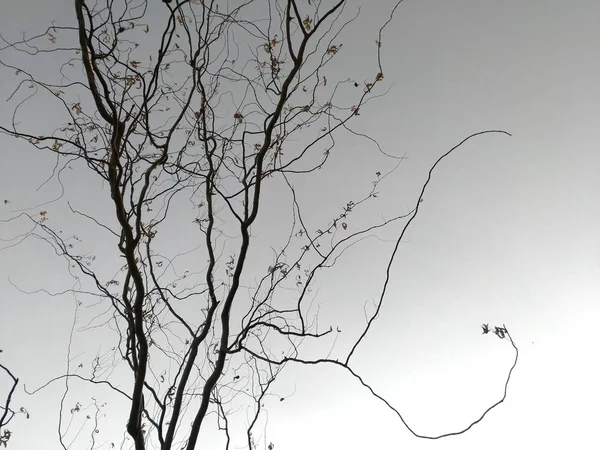 Formas caladas de forma extraña, ramas, cielo —  Fotos de Stock