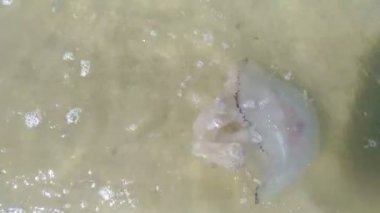 Sahil yakınında denizanası bir deniz suyu içinde yüzüyor