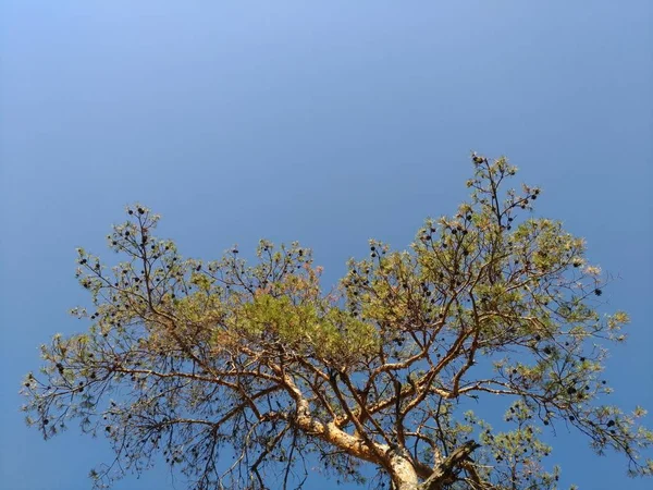 Pino verde sobre fondo azul del cielo —  Fotos de Stock