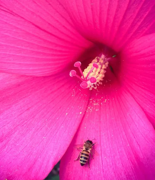 Marais Rose Mauve macro fleur avec be3 — Photo