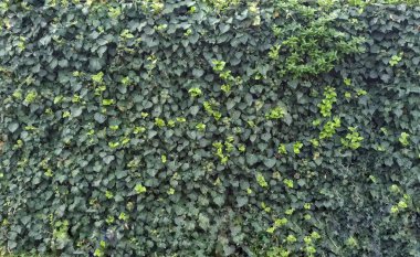 Doğal bitki örtüsü ile yapılan doku, dekoratif duvar,