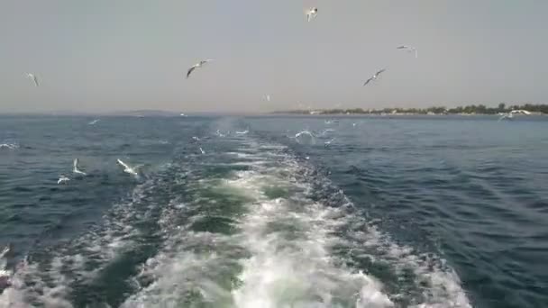 Gabbiani Volare Vista Dalla Nave Percorso Acqua Mare Cielo Prezzo — Video Stock