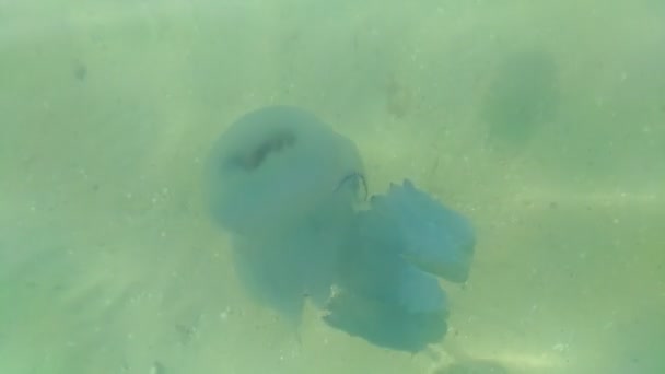 Medusas Agua Flotando Profundidades Poco Profundas Sobre Fondo Agua Arena — Vídeos de Stock