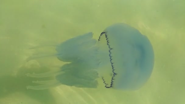 水母在水中 漂浮在浅深度的背景下水和沙子附近的海岸在黑海水域 顶部的看法 — 图库视频影像