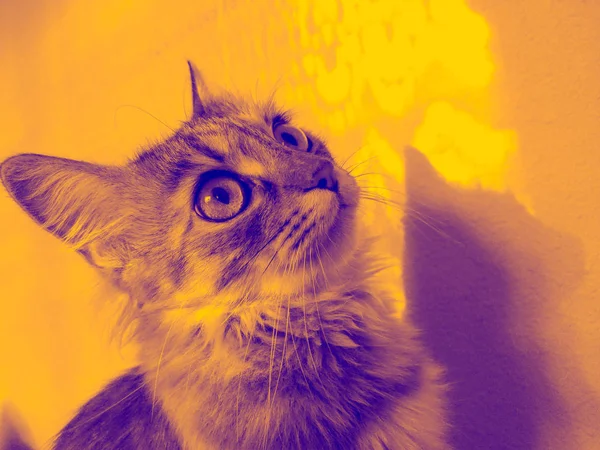 Orr Ból Egy Szép Hosszú Hajú Macska Nagy Szemek Közelről — Stock Fotó