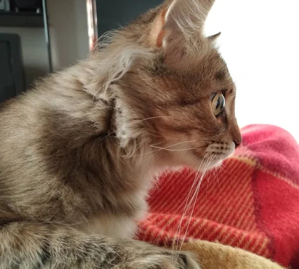 Морда милой длинноволосой кошки — стоковое фото