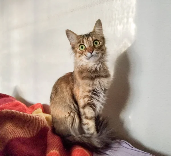 Gato en miniatura en una pose clásica —  Fotos de Stock